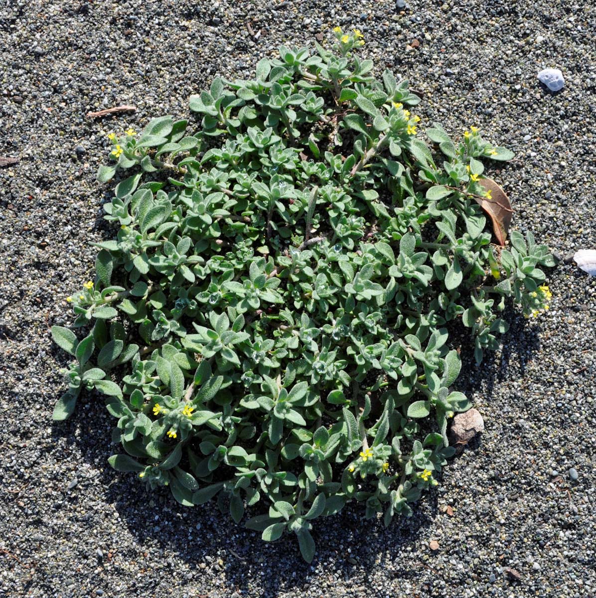 Image of Alyssum strigosum specimen.