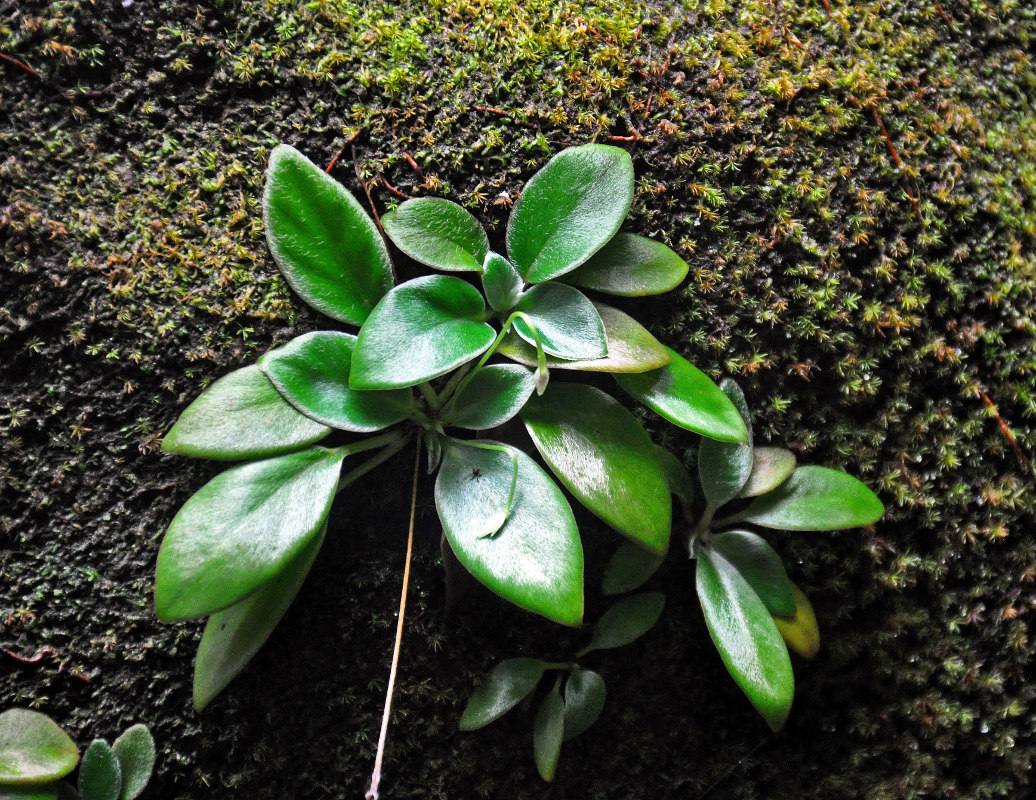 Image of Henckelia argentea specimen.