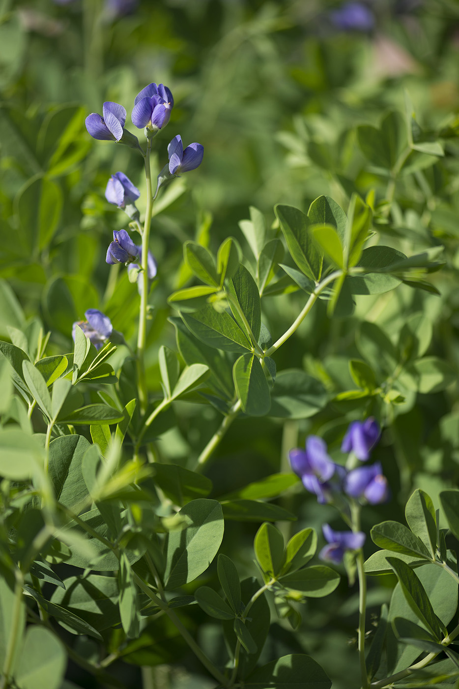 Image of Baptisia australis specimen.