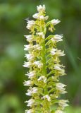 Orchis punctulata