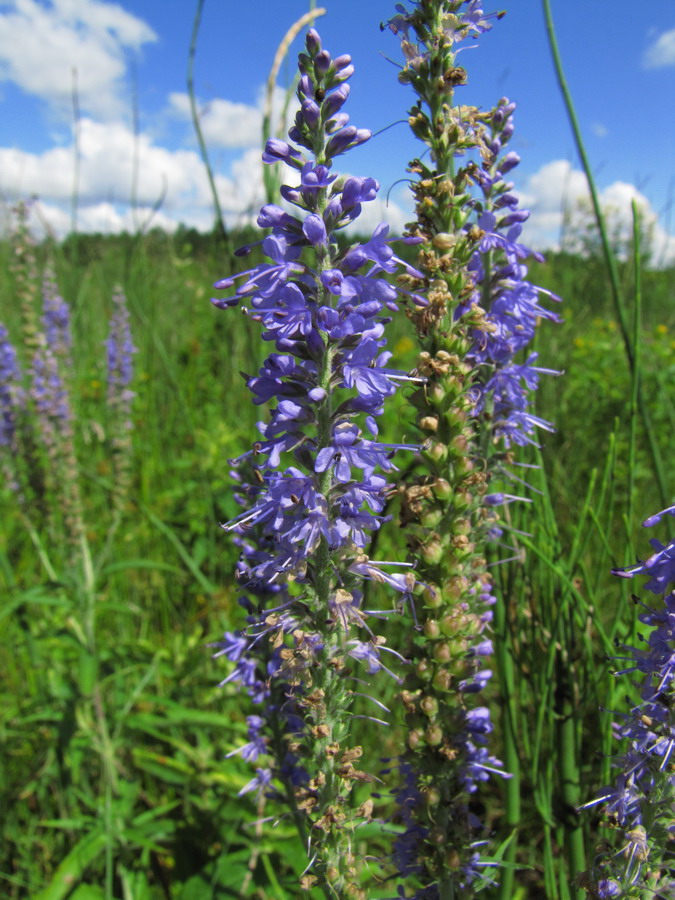 Image of Veronica longifolia specimen.