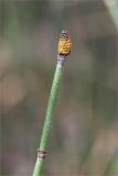 Equisetum hyemale