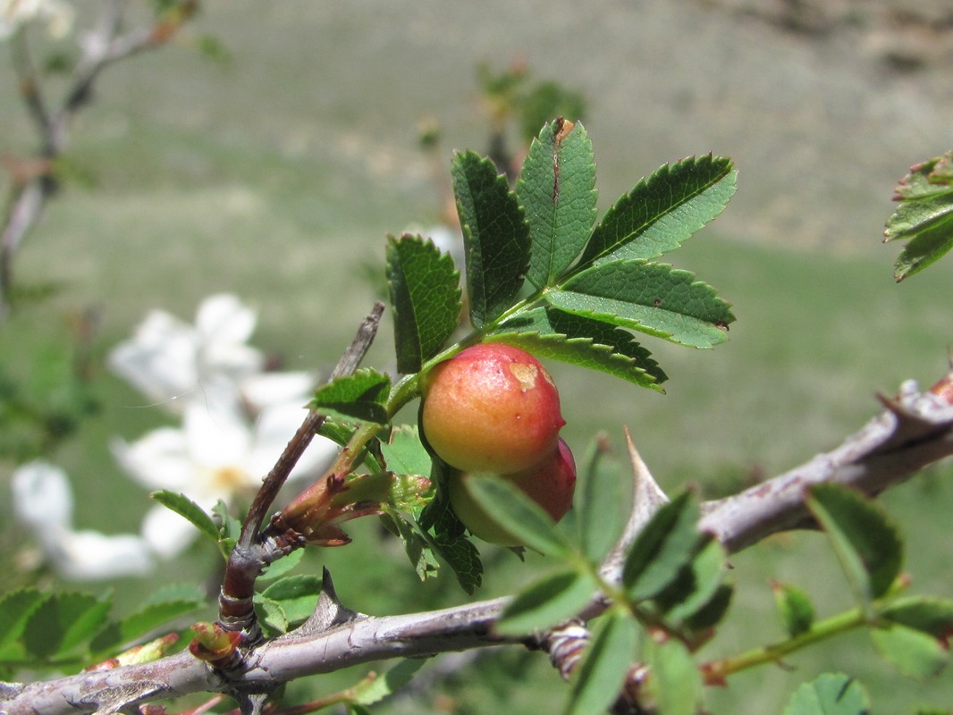 Image of Rosa elasmacantha specimen.