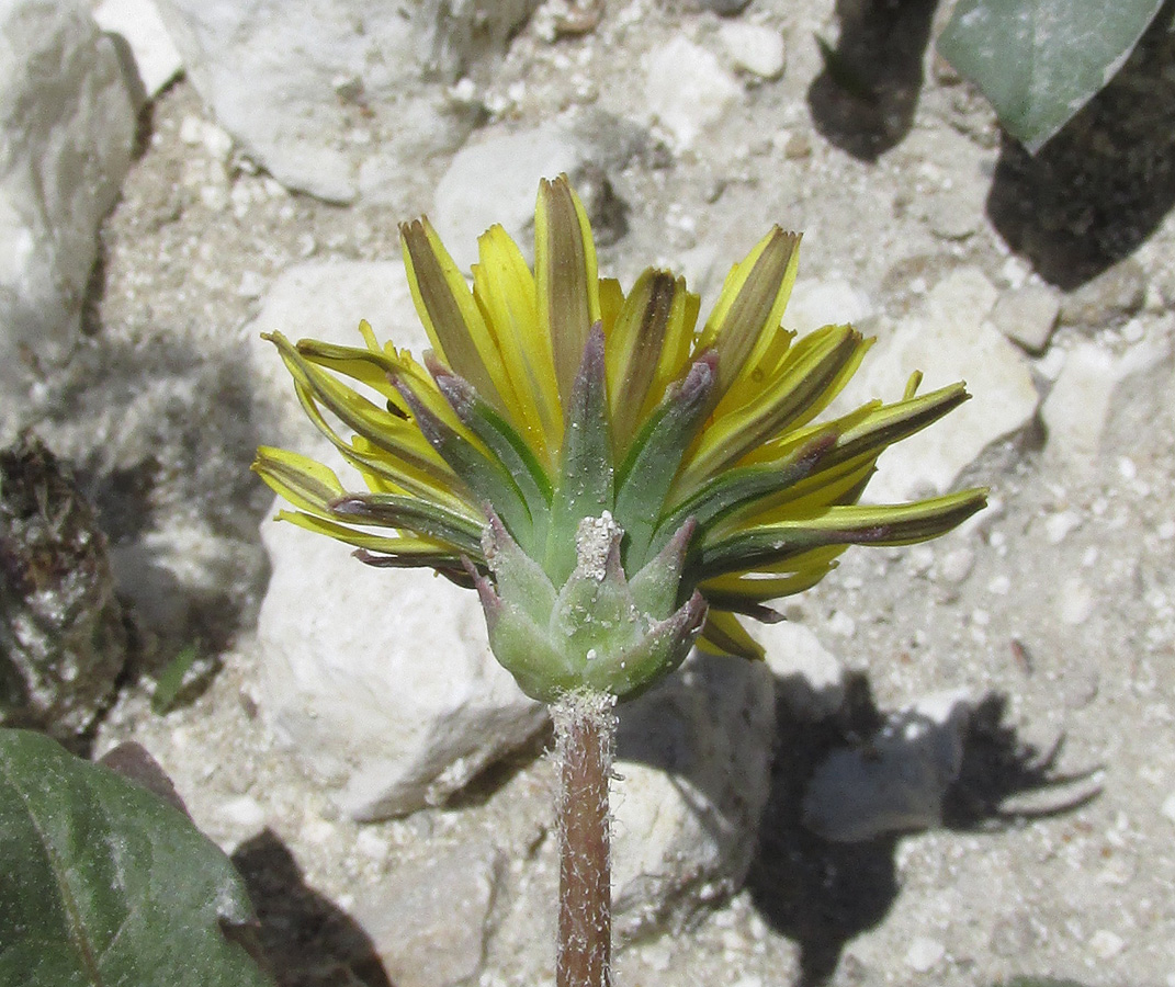 Image of genus Taraxacum specimen.