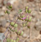 Origanum cordifolium