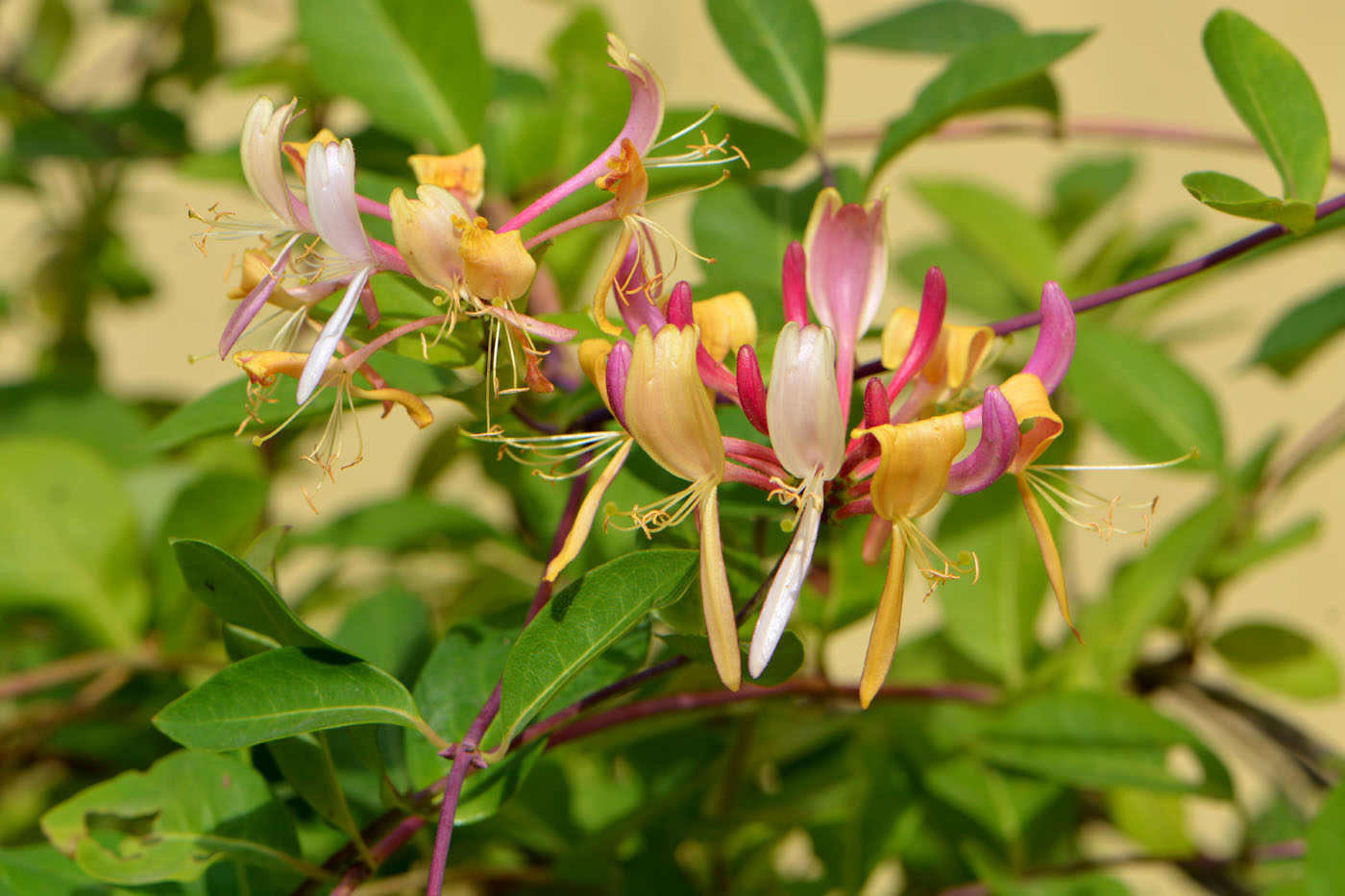 Image of Lonicera periclymenum specimen.