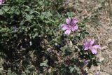 Malva sylvestris