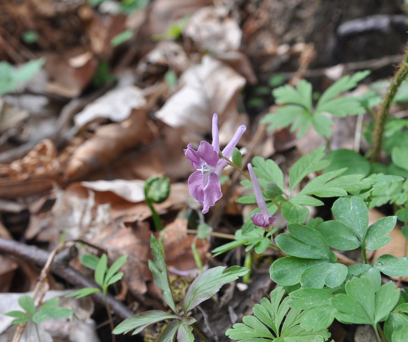 Изображение особи Corydalis caucasica.