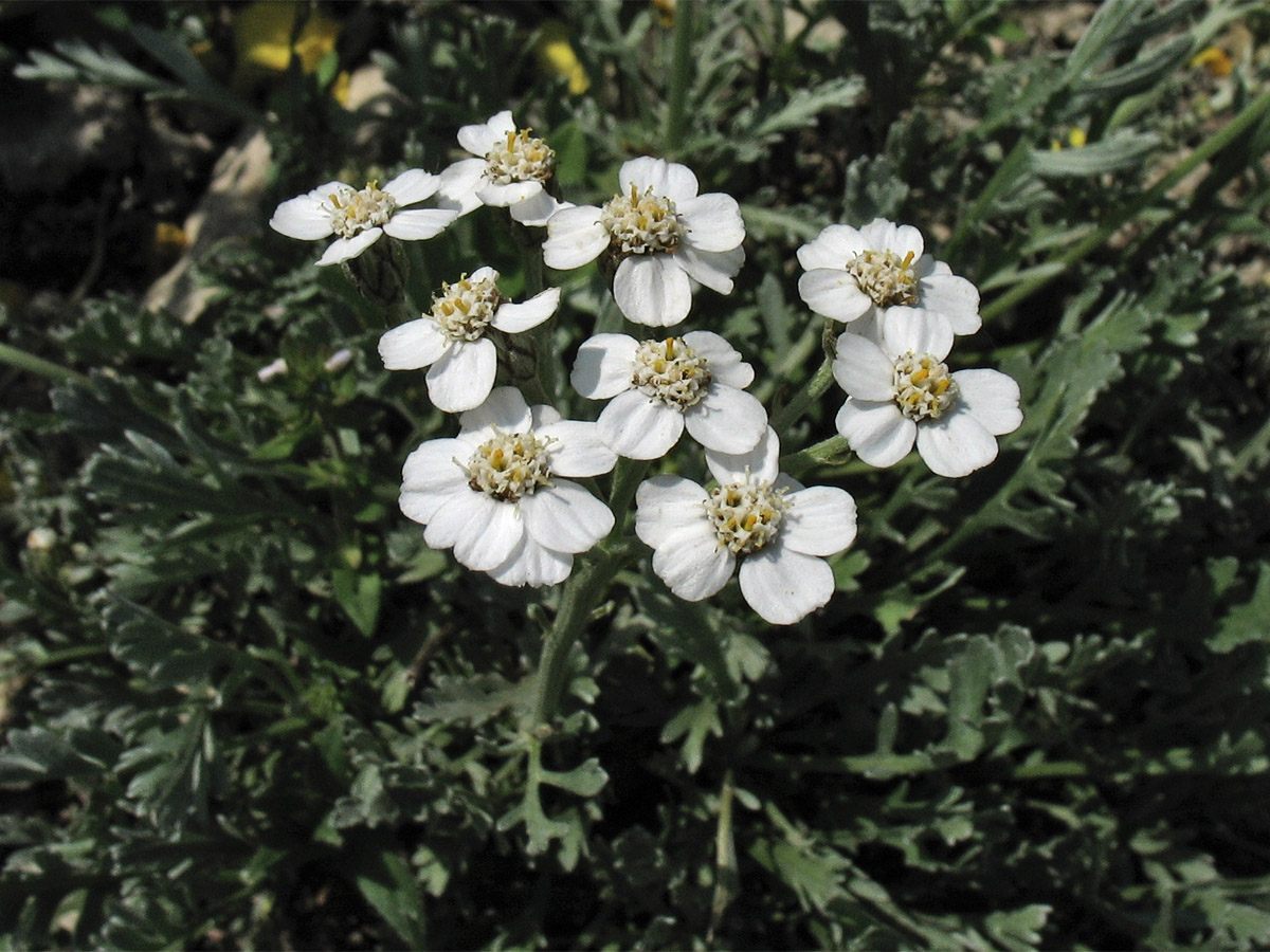 Изображение особи Achillea clavennae.