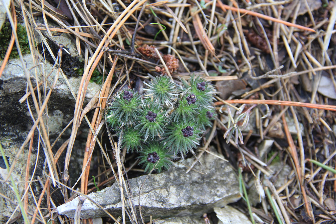 Image of Draba cuspidata specimen.