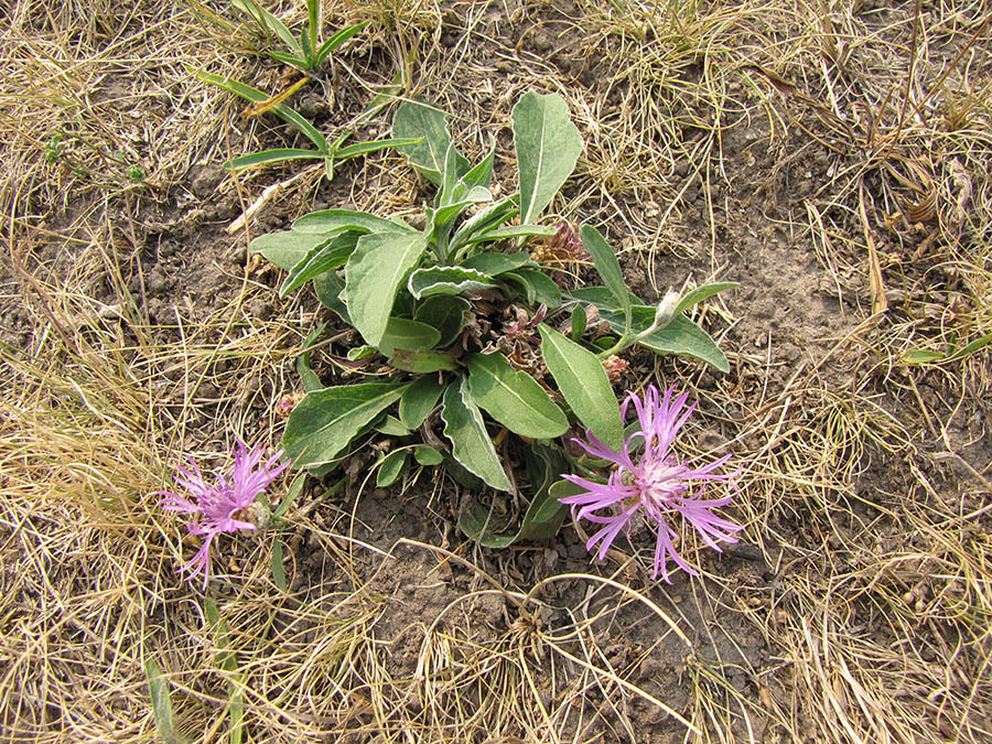 Изображение особи Centaurea jacea.