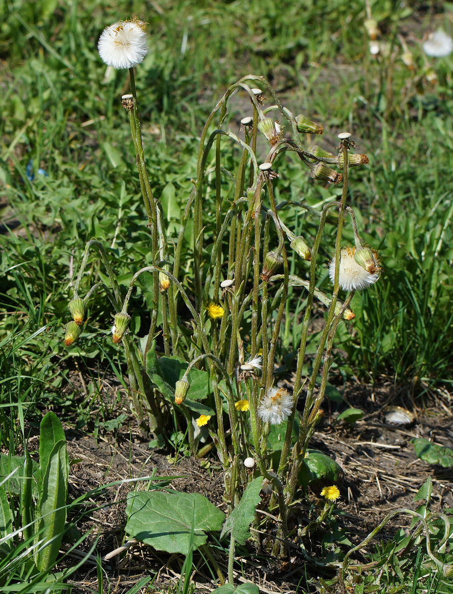 Image of Tussilago farfara specimen.