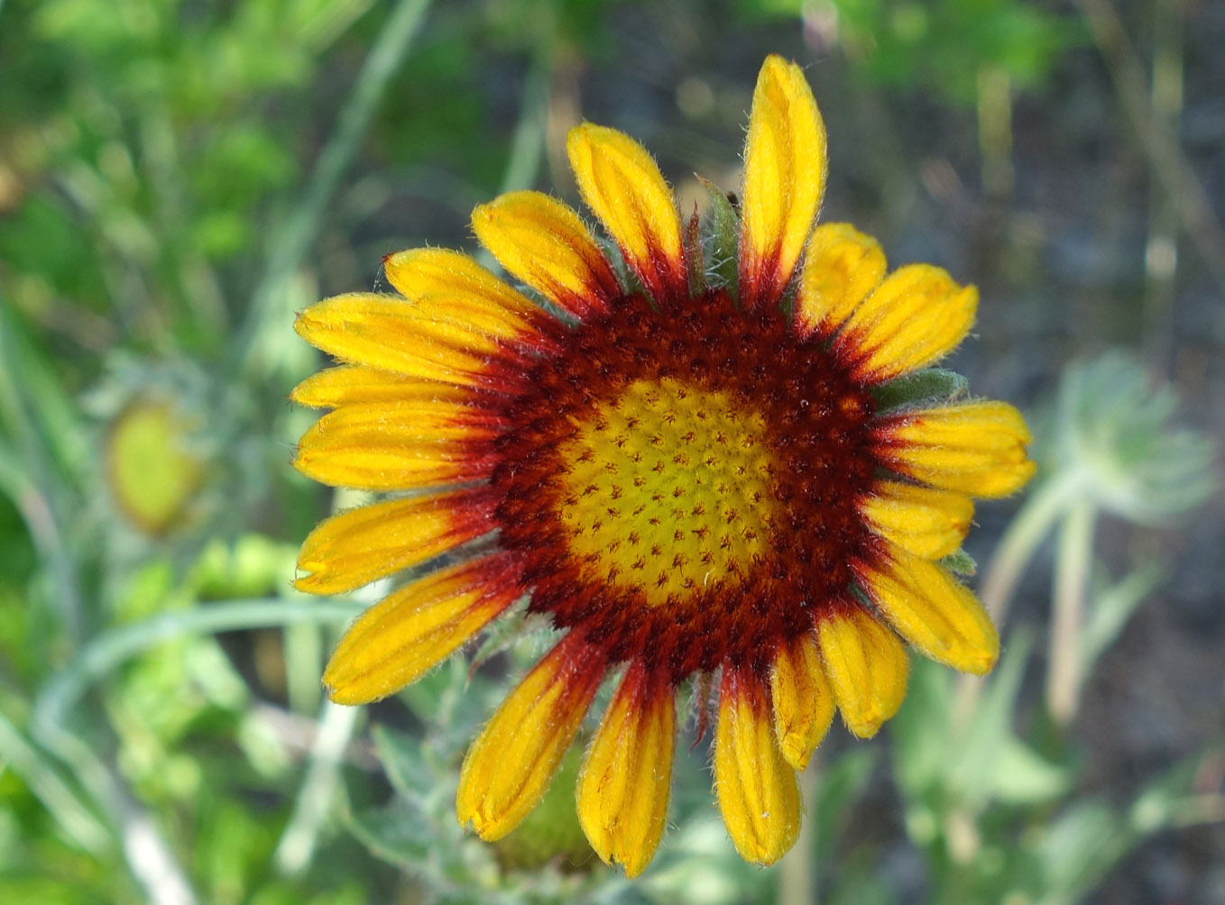 Image of Gaillardia &times; grandiflora specimen.