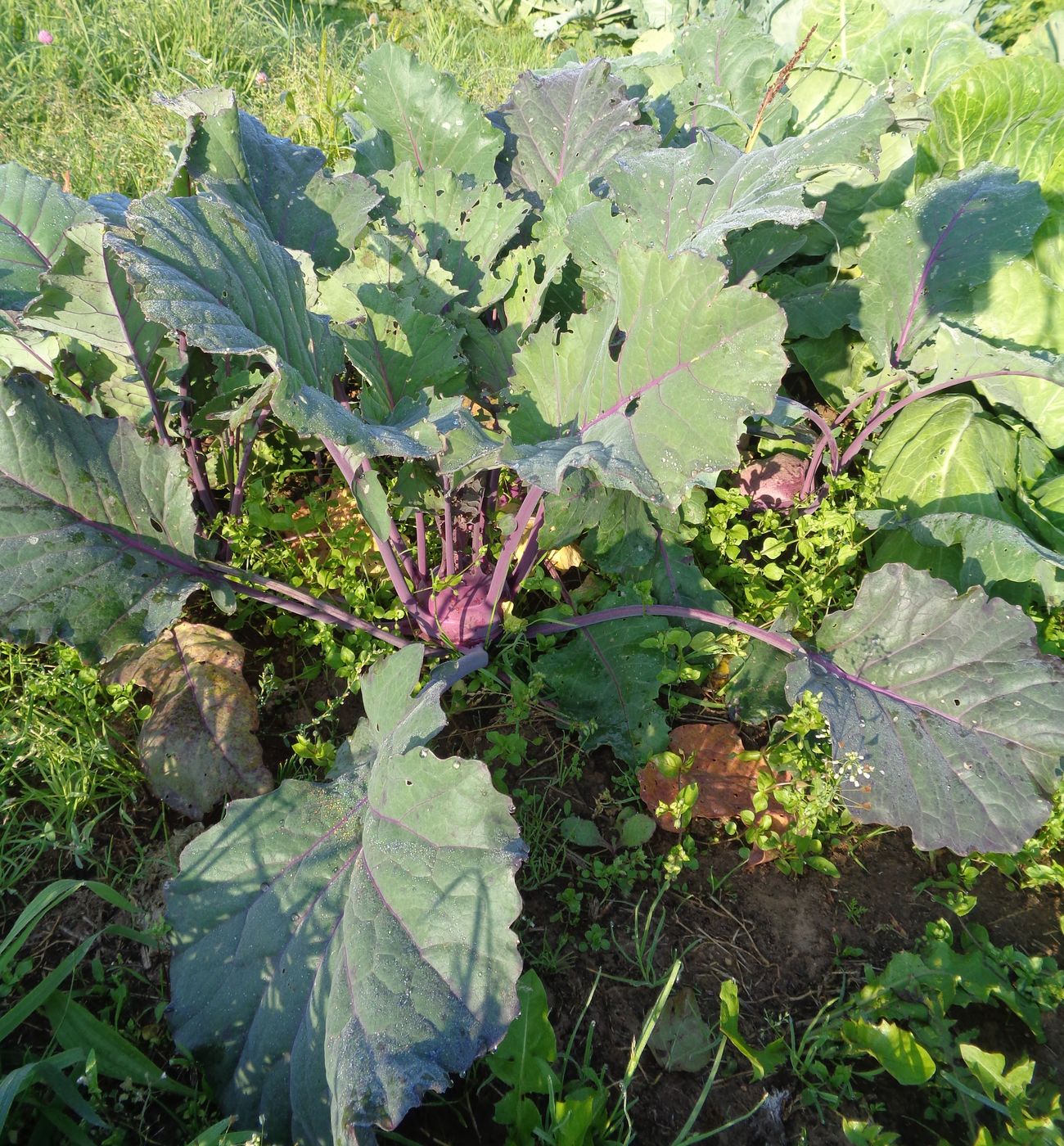 Изображение особи Brassica oleracea var. gongylodes.