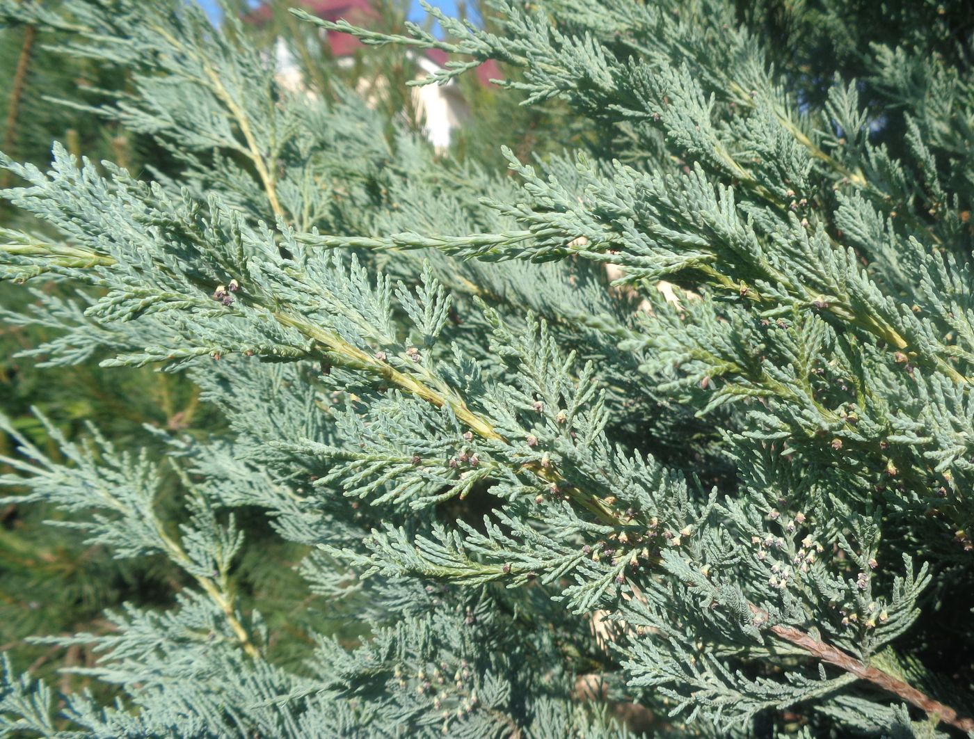 Image of genus Juniperus specimen.