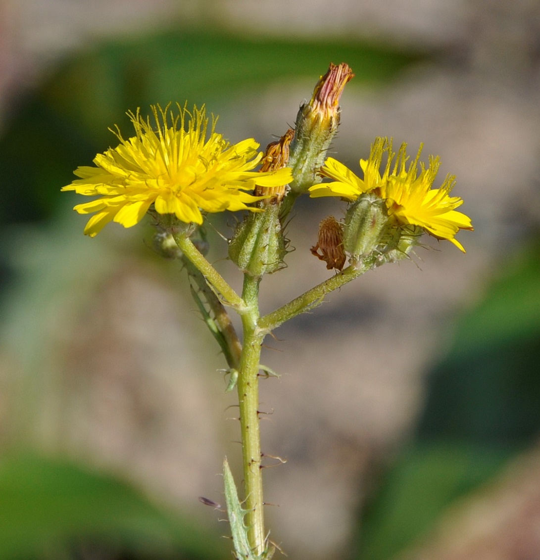 Изображение особи Crepis aspera.