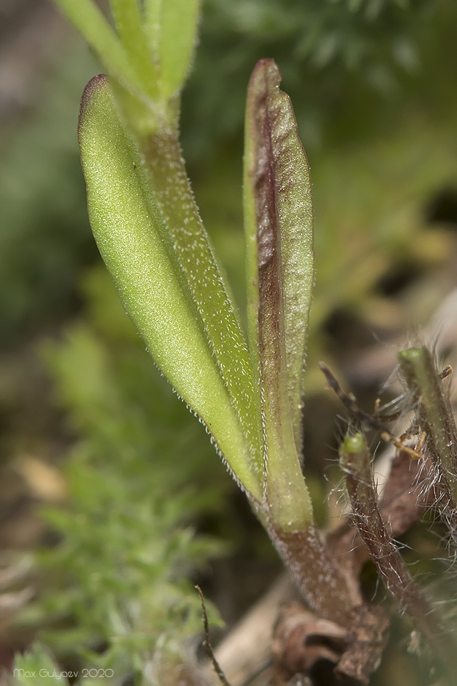 Image of Valerianella coronata specimen.