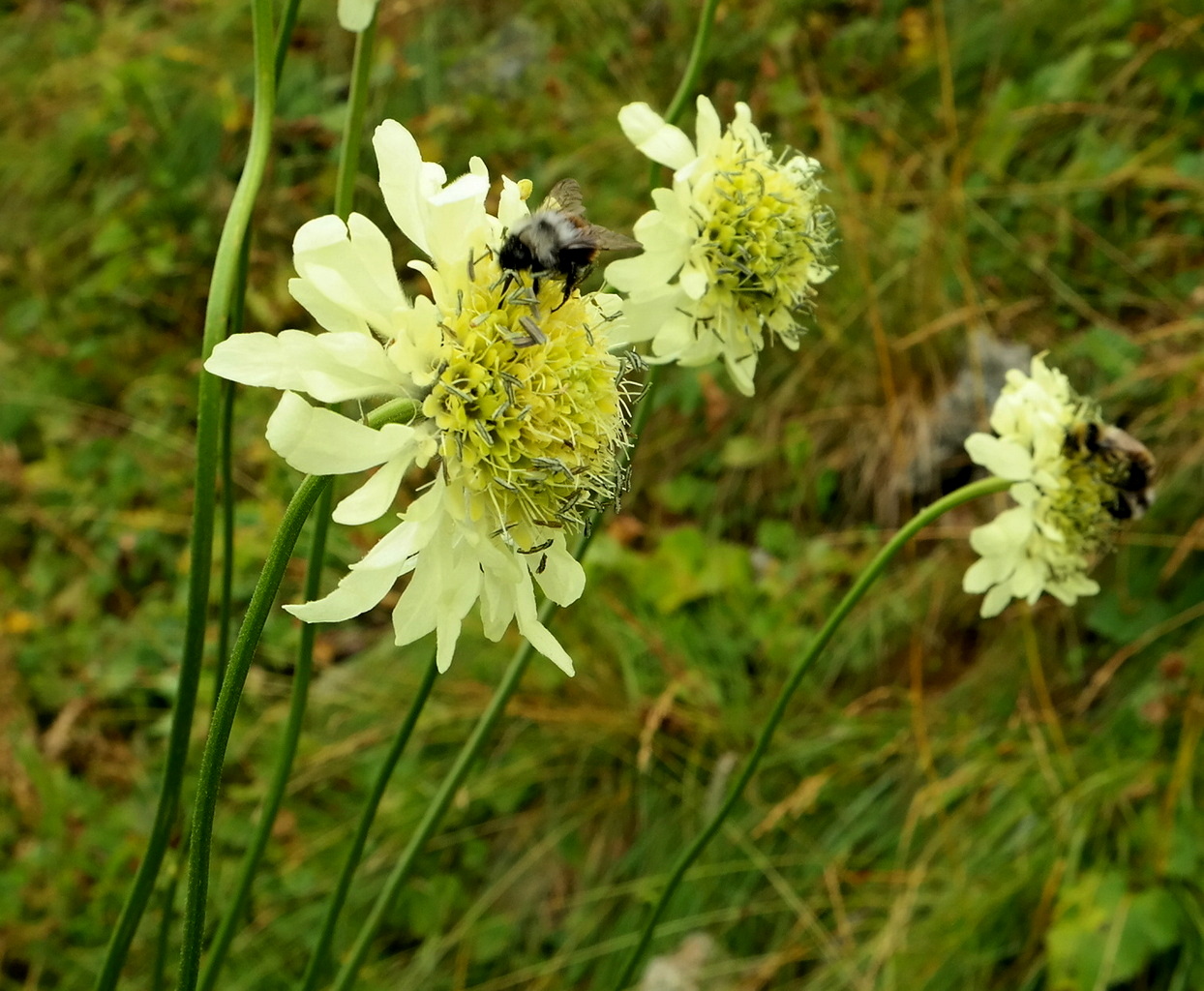 Image of Cephalaria gigantea specimen.