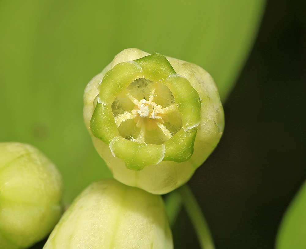 Image of Polygonatum acuminatifolium specimen.