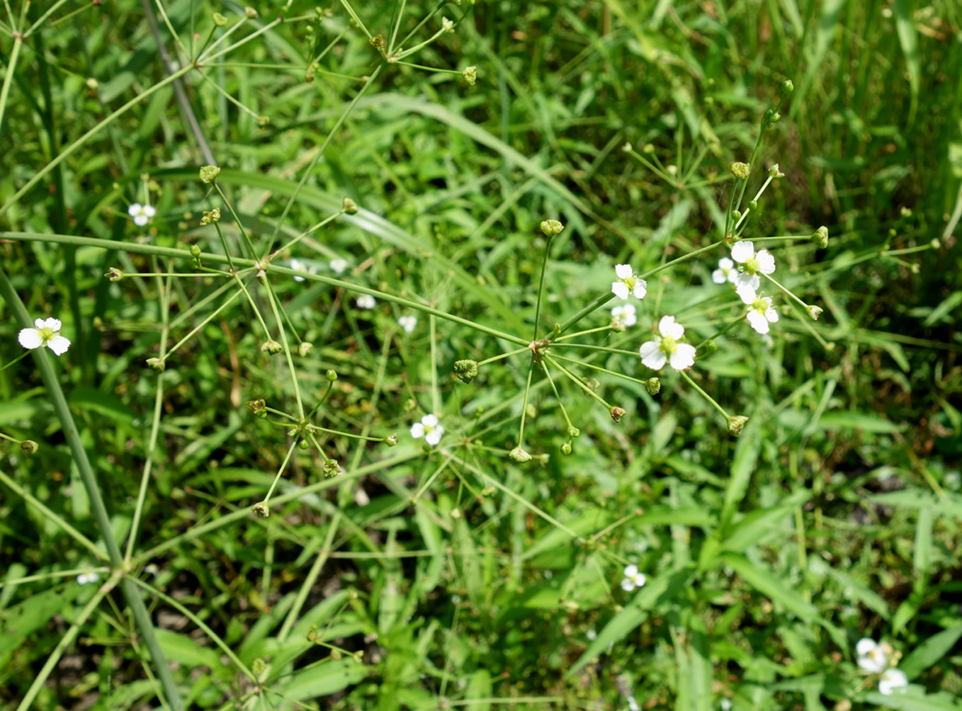 Image of Alisma plantago-aquatica specimen.