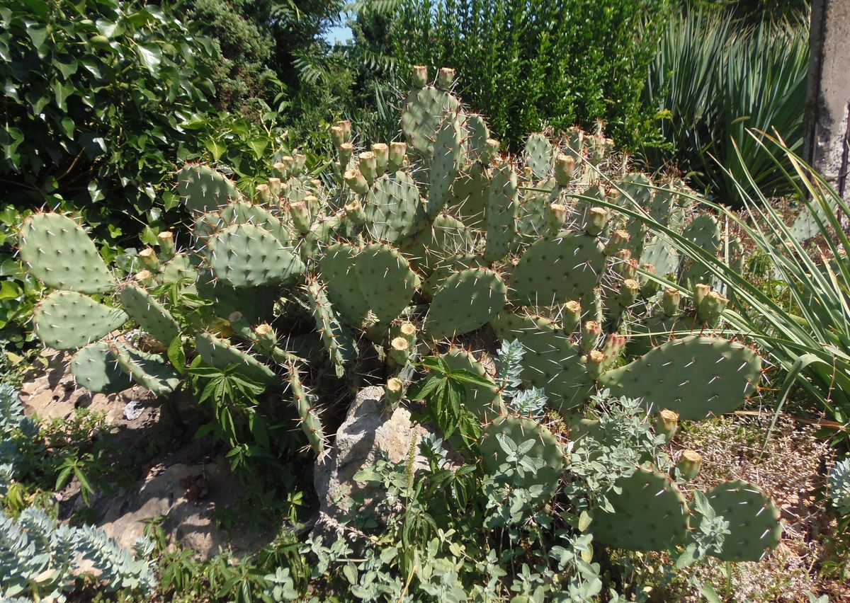 Image of Opuntia phaeacantha var. camanchica f. rubra specimen.