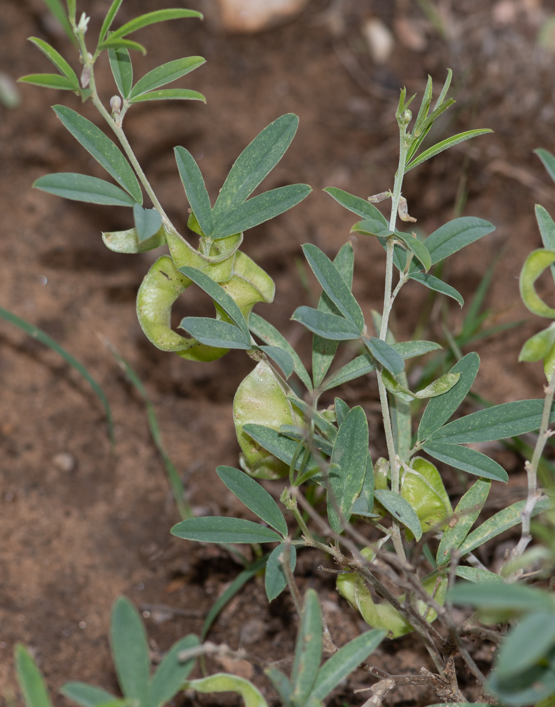 Изображение особи Ptycholobium biflorum.