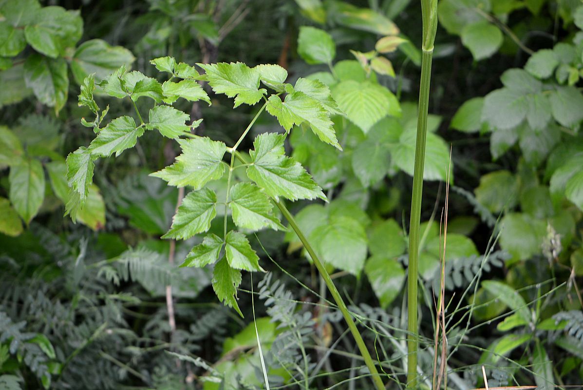 Image of Ostericum palustre specimen.