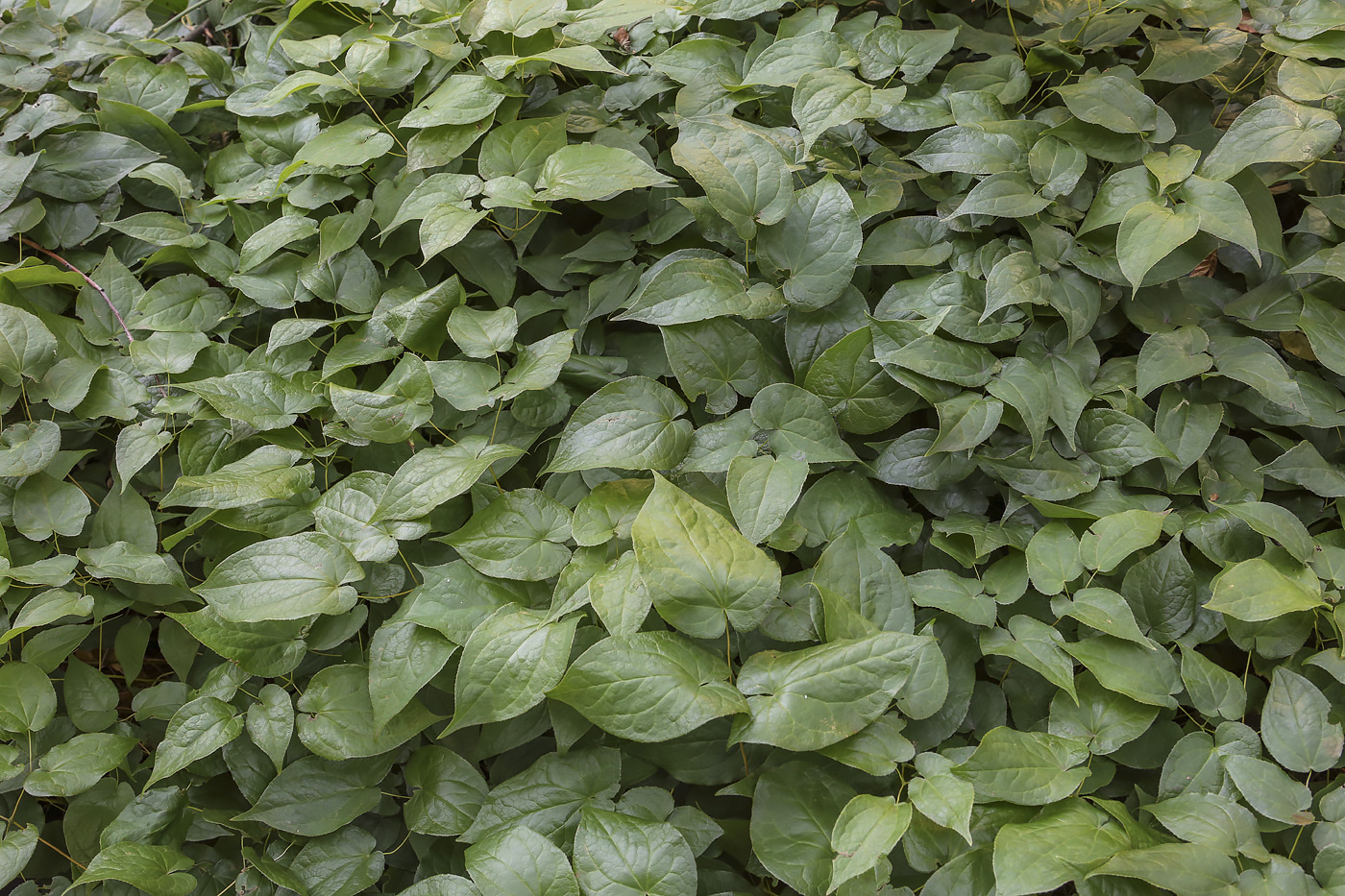 Изображение особи род Epimedium.