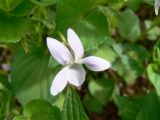 Viola acuminata. Цветок. Хабаровский край, Хабаровский р-н, Большой Уссурийский остров. 17.05.2020.