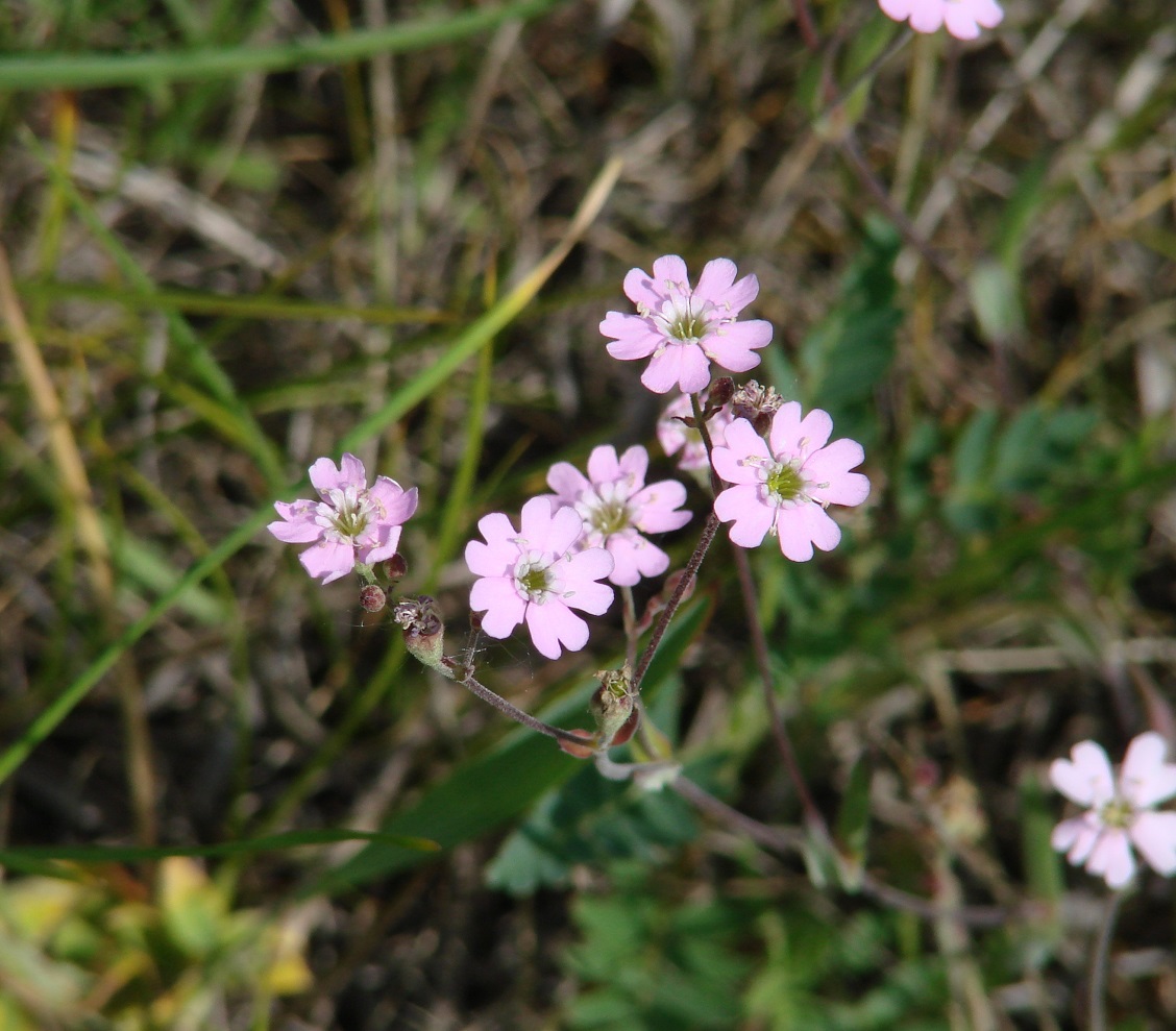 Image of Lychnis sibirica specimen.