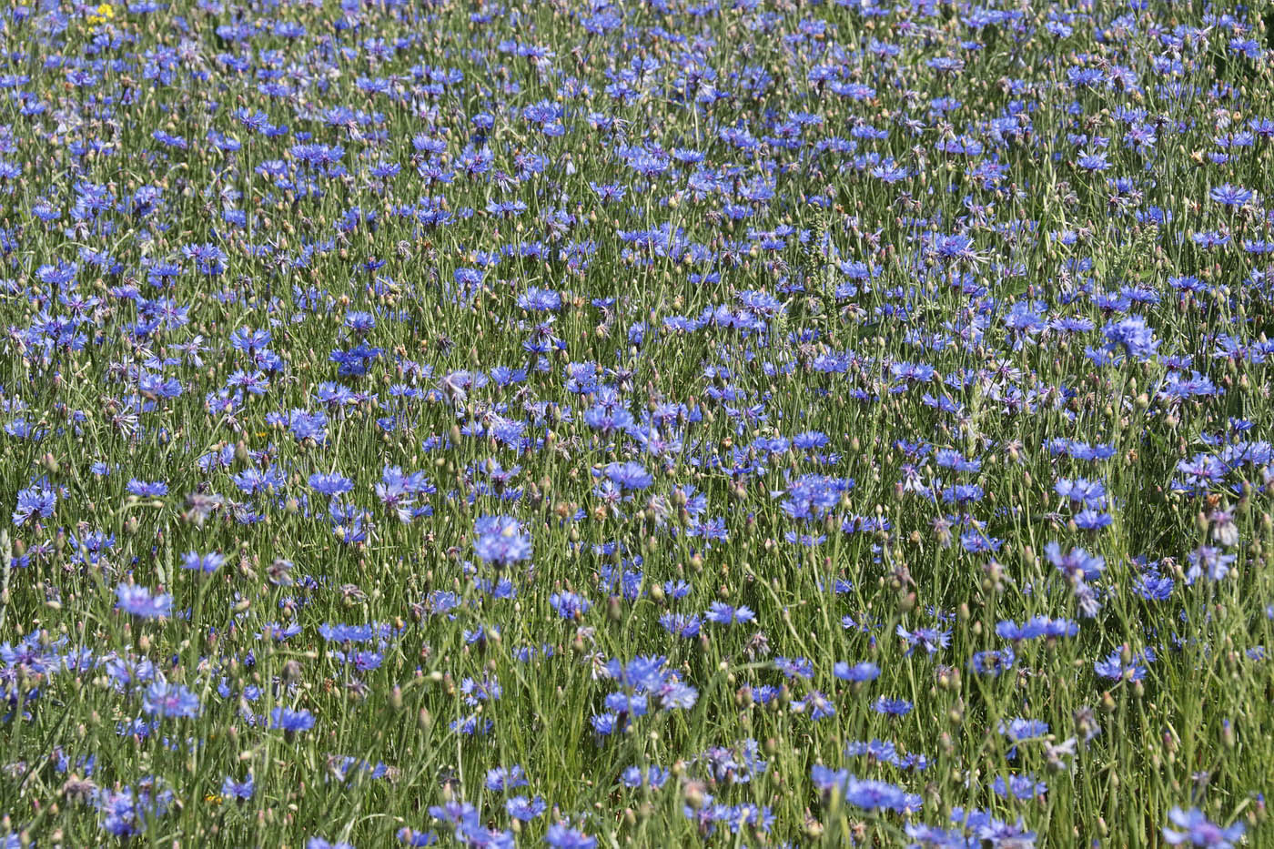 Image of Centaurea cyanus specimen.