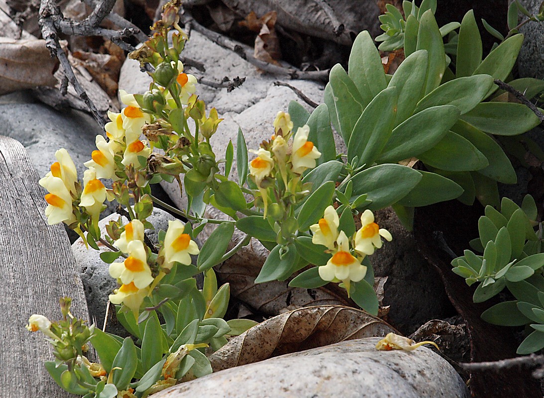 Image of Linaria japonica specimen.