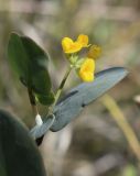 Coronilla scorpioides. Верхушка побега с соцветием. Испания, автономное сообщество Каталония, провинция Жирона, комарка Баш Эмпорда, муниципалитет Калонже, кромка пашни. 23.03.2019.