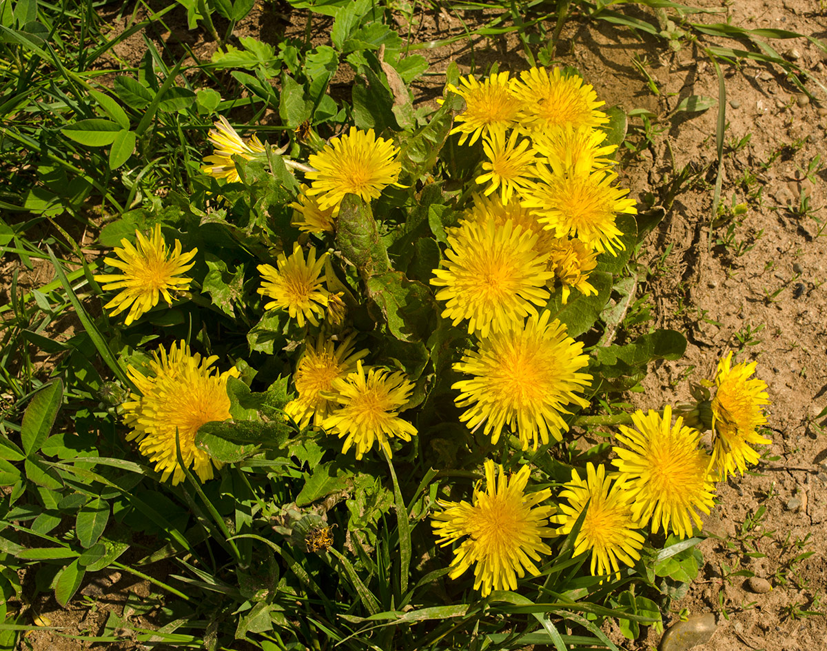 Изображение особи Taraxacum officinale.