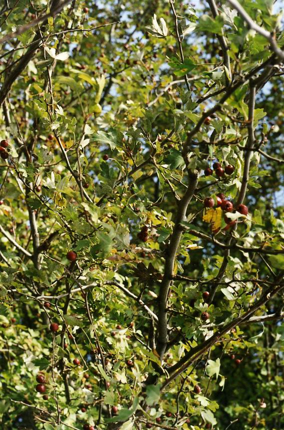 Image of Crataegus leiomonogyna specimen.