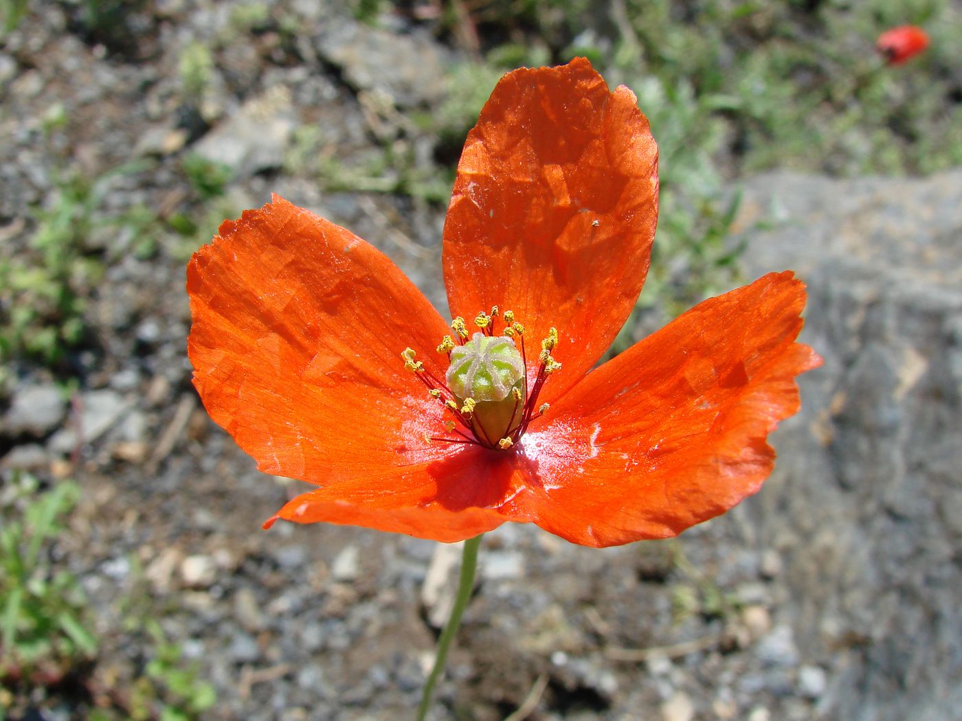 Image of Papaver litwinowii specimen.