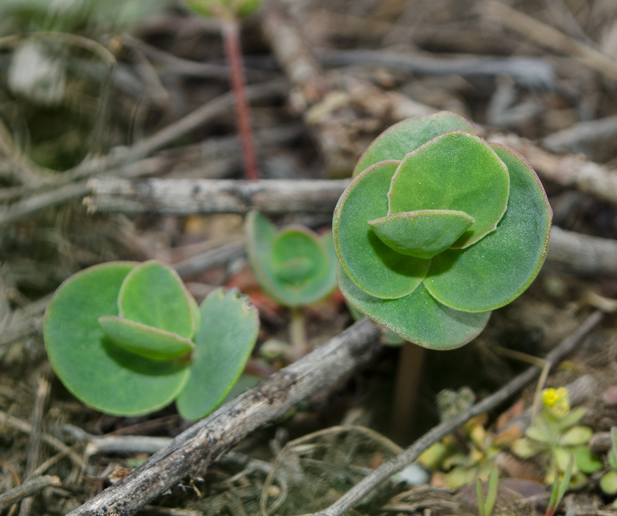 Изображение особи Hylotelephium stepposum.