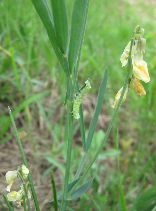 Изображение особи Lathyrus lacaitae.