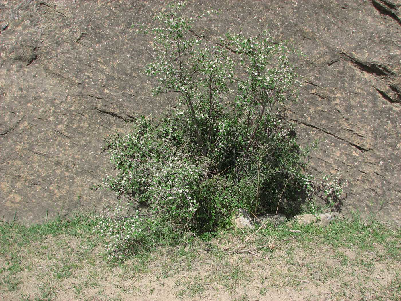 Image of Cotoneaster saxatilis specimen.