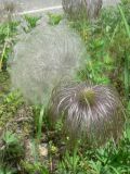 Pulsatilla dahurica