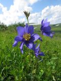 Aquilegia glandulosa