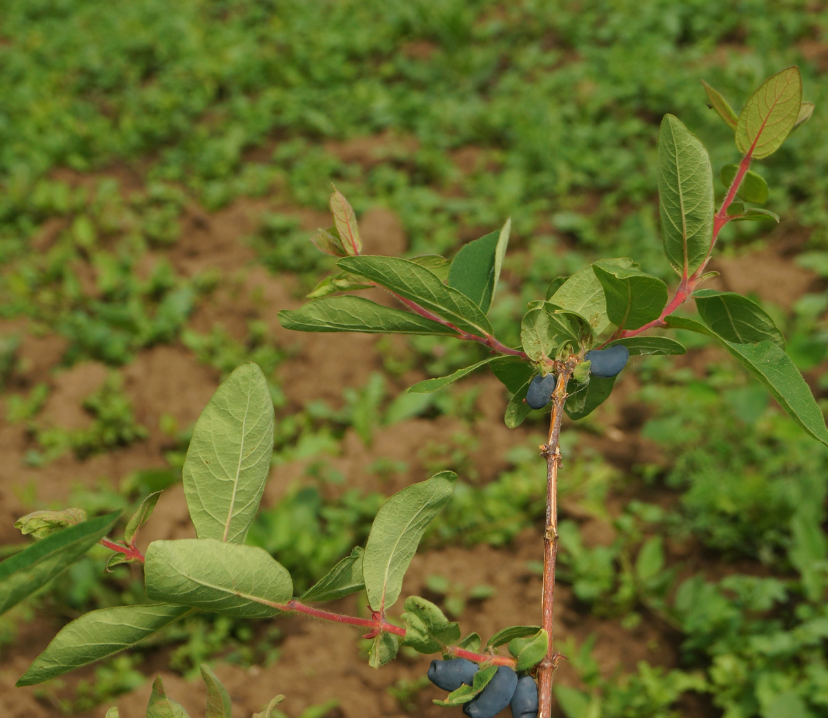 Image of Lonicera edulis specimen.