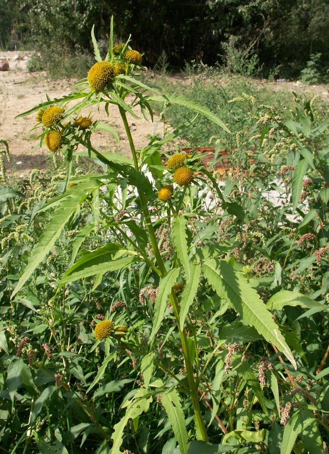 Изображение особи Bidens radiata.