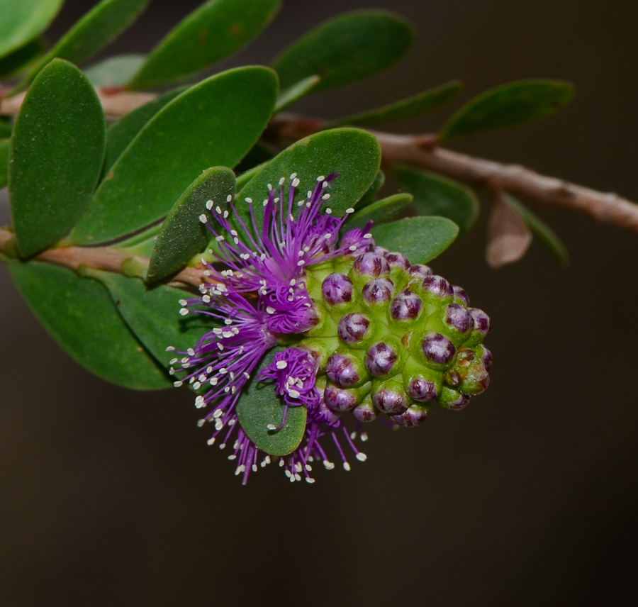 Изображение особи Melaleuca nesophila.