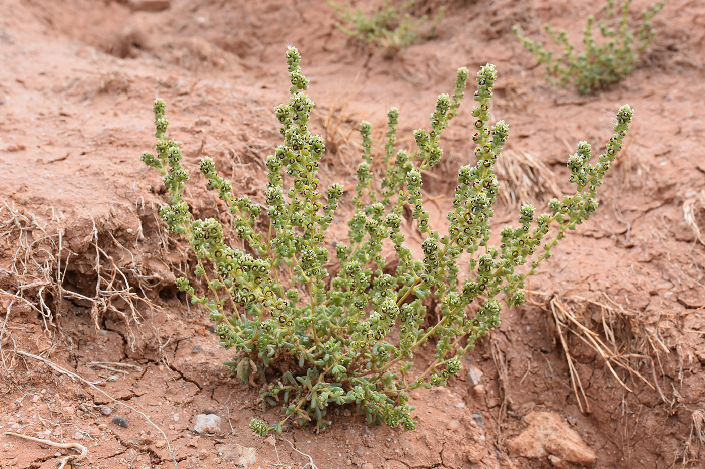 Image of genus Salsola specimen.