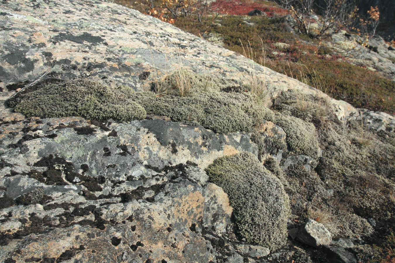 Image of Racomitrium lanuginosum specimen.