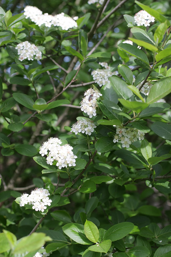 Изображение особи &times; Sorbaronia mitschurinii.