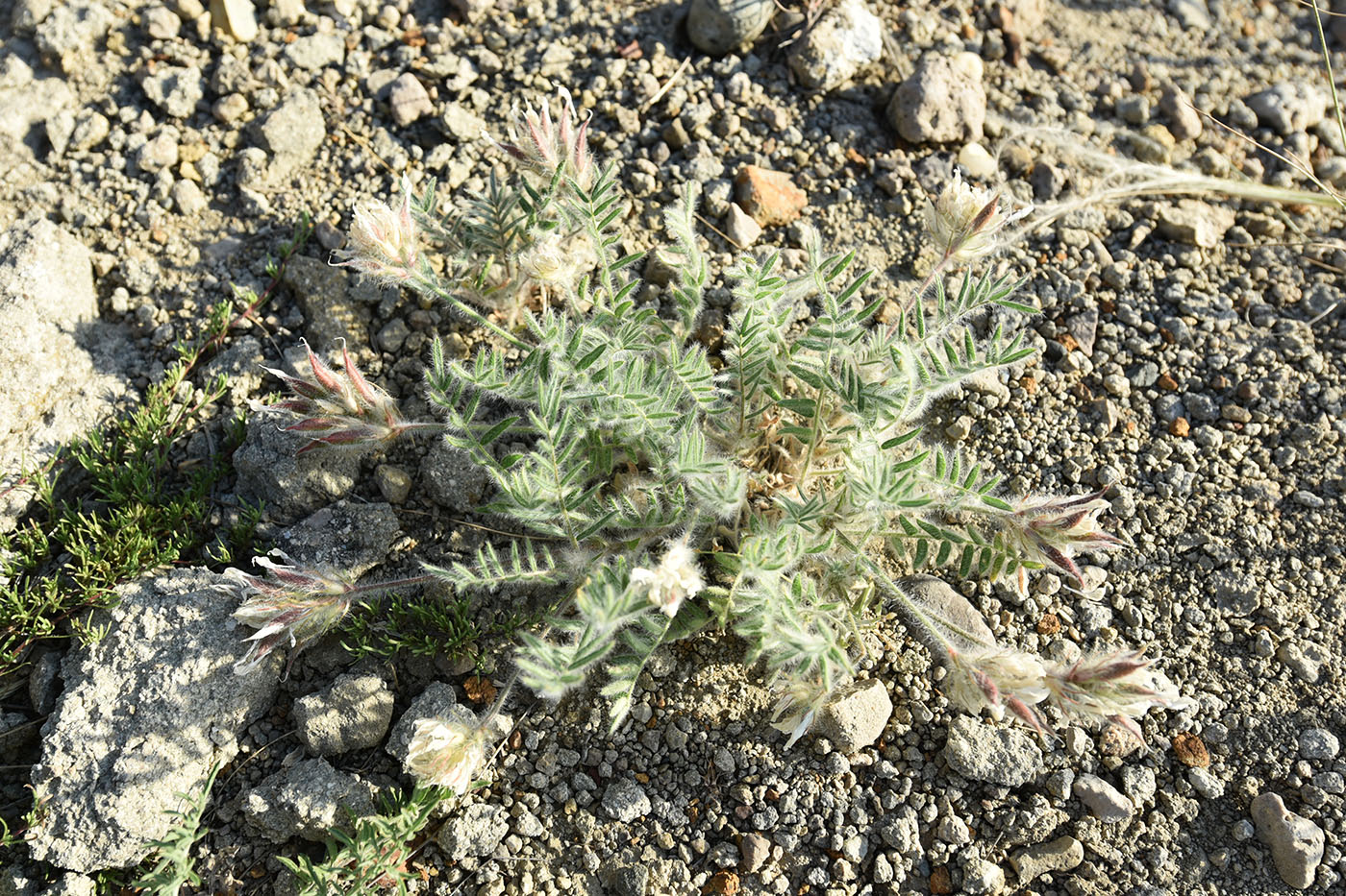 Изображение особи Oxytropis pallasii.