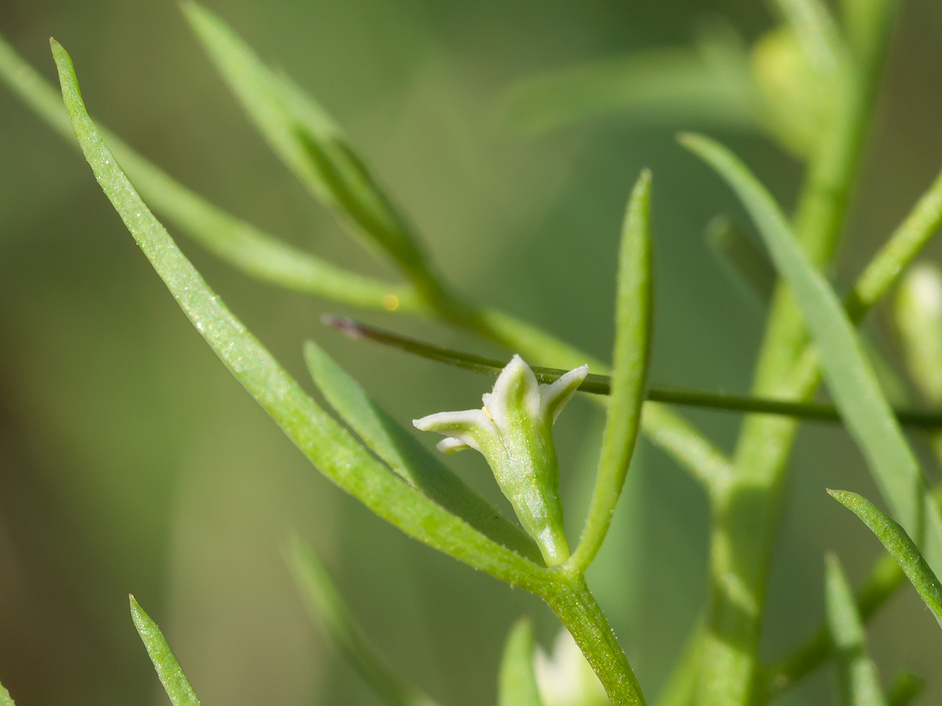 Изображение особи Thesium ramosum.