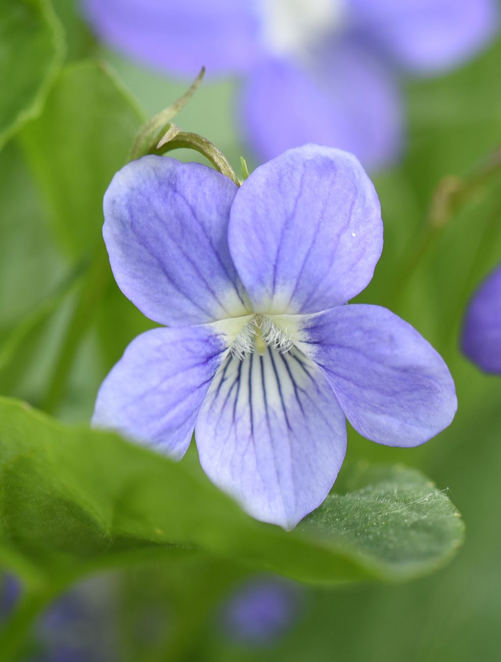 Image of Viola canina specimen.